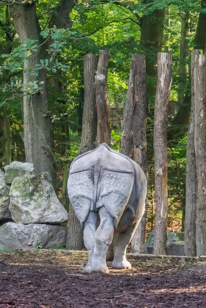 Rinoceronte Indiano Por Trás Mostrando Vista Sua Bunda Cauda Uma — Fotografia de Stock