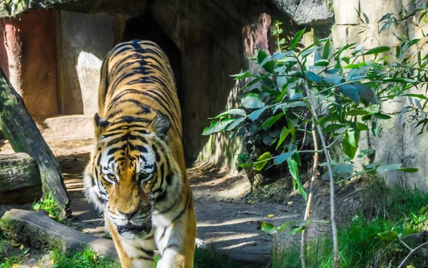 Perigoso Predador Tigre Andando Animais Selvagens Retrato — Fotografia de Stock