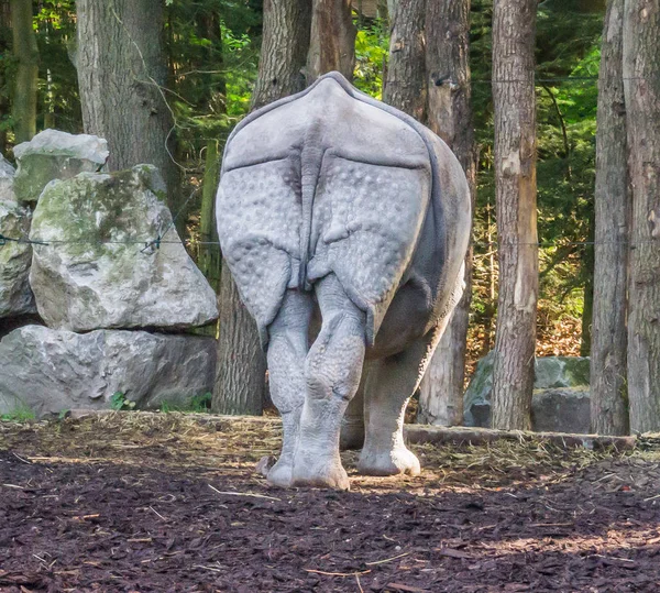 Indian Rhino Back View His Rear Tail Forest Landscape Background — Stock Photo, Image