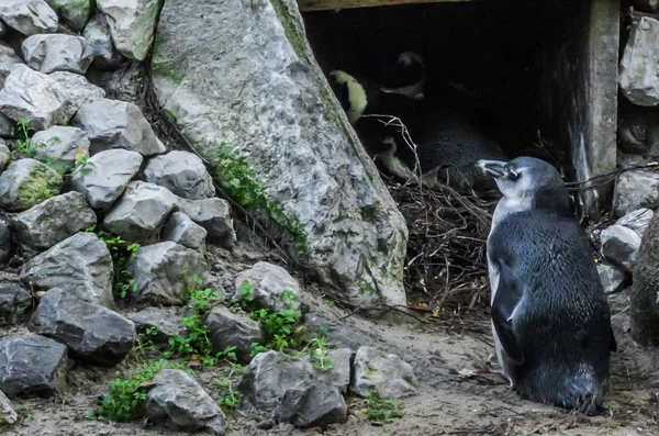 Pequeño Pingüino Azul Enano Pie Frente Una Cueva — Foto de Stock