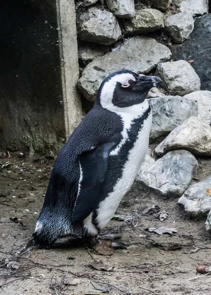 Pequeño Pingüino Azul Enano Retrato Animal Cerca —  Fotos de Stock