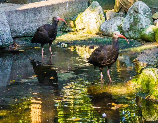 Dvě Černé Severní Plešatý Poustevník Ibis Ptactva Stojící Vodě — Stock fotografie