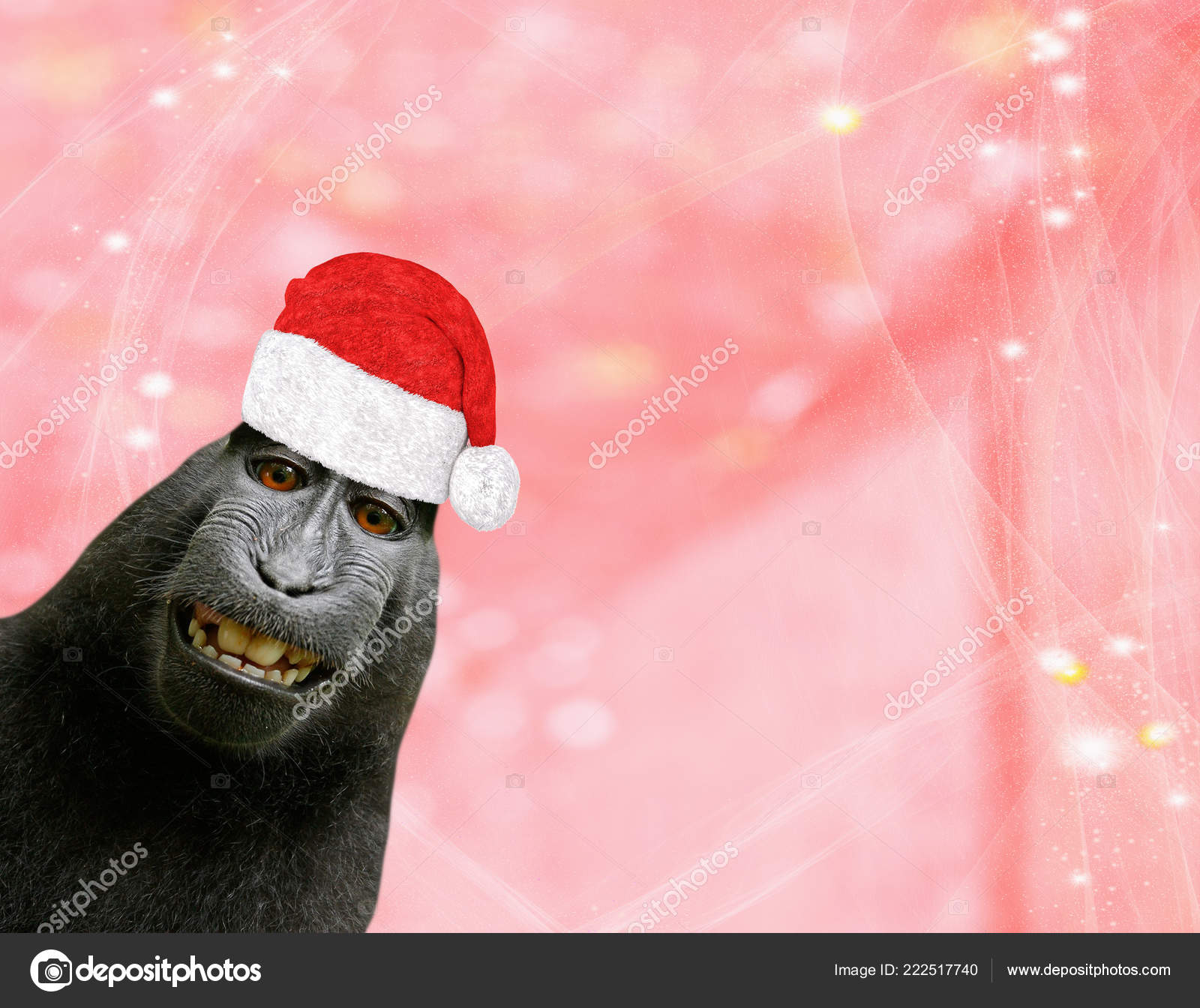 Christmas Background Funny Chimpanzee Monkey Wearing Santa Claus Bonnet Isolated Stock Photo by ©jaapbleijenberg 222517740 Christmas Background Funny Chimpanzee Monkey Wearing Santa Claus Bonnet Isolated Stock Photo by ©jaapbleijenberg 222517740