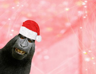 Pırıltılar ve yıldız ile bir ışık kırmızı pembemsi arka plan üzerinde Noel arka plan bir santa claus şapka takınca komik şempanze maymun izole