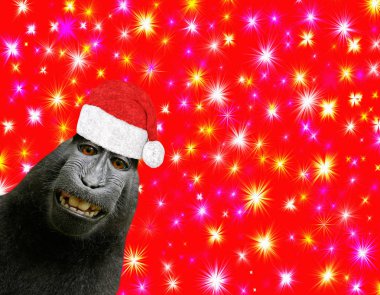 Çok eğlenceli ve komik maymun şempanze gülümseyen ve renkli yıldız ile güzel bir kırmızı Noel arka planda izole bir santa claus şapka takınca