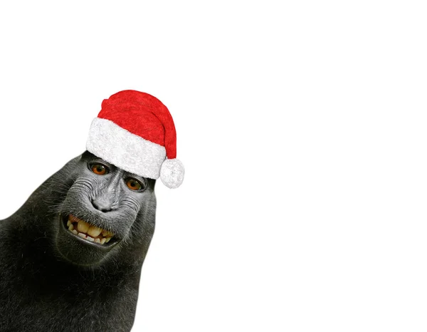 Funny Christmas Szympans Małpa Uśmiechając Się Kapeluszu Santa Claus Białym — Zdjęcie stockowe