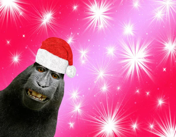 Mono Chimpancé Hilarante Divertido Sonriendo Llevando Sombrero Santa Claus Aislado —  Fotos de Stock
