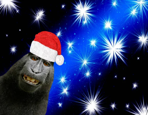 Feliz Navidad Tarjeta Mono Chimpancé Divertido Con Sombrero Santa Claus —  Fotos de Stock