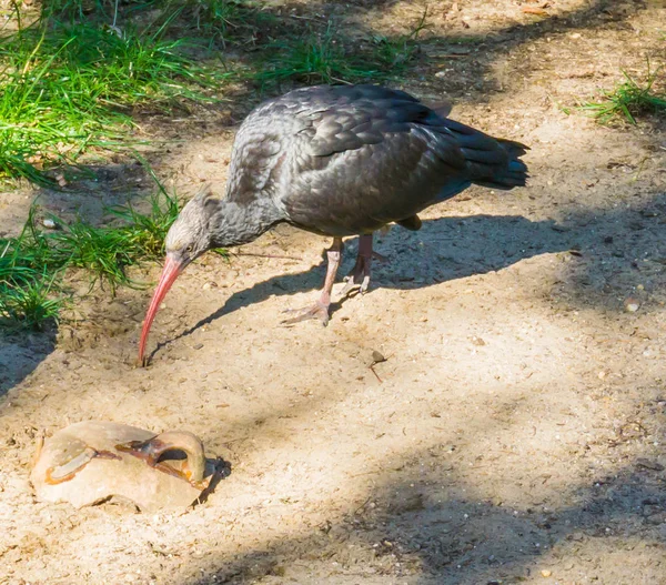 Lesklý Černý Severní Plešatý Poustevník Pták Ibis Chůze Písku Detailní — Stock fotografie