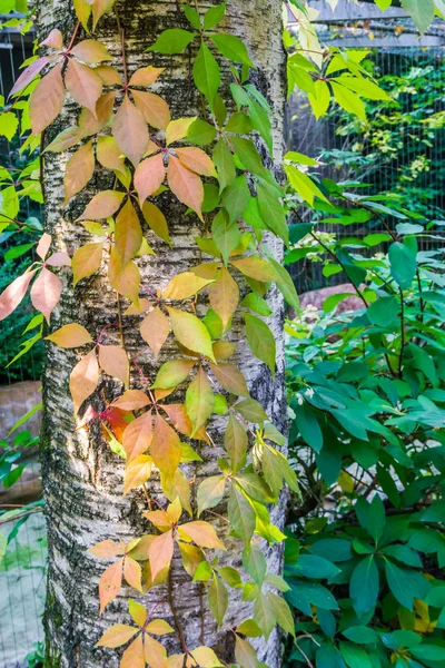 Podzimní Sezónní Povahy Pozadí Kmen Stromu Břízy Rostoucí Listy Mnoha — Stock fotografie