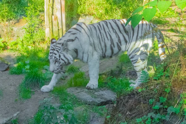 Tigre Bengala Listrado Branco Andando Torno Retrato Animal Perigoso Floresta — Fotografia de Stock