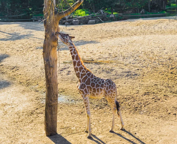 Savanne Dieren Portret Van Een Giraffe Bereiken Eten Van Een — Stockfoto