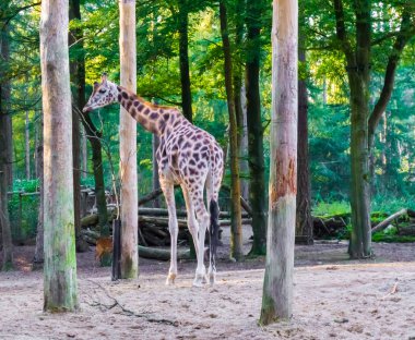 Zürafa yürüyüş ve orman manzara sahne kamera ayakta, geriye dönük arıyorum