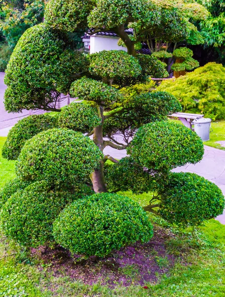 Hermoso Árbol Podado Con Arbustos Bolas Estilo Japonés Increíble Decoración —  Fotos de Stock