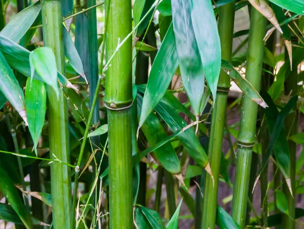 Makroyu Kapat Arka Plan Doku Doğa Doğal Çince Yeşil Bambu — Stok fotoğraf