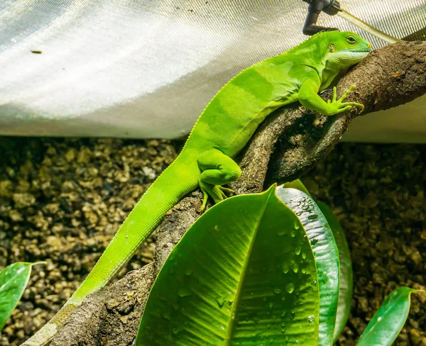 美しい明るいグリーン色 Anolis トカゲ爬虫類動物ポートレート クローズ アップを驚くほどねじれた木の枝の上に座って — ストック写真