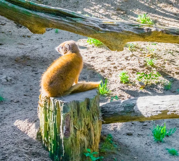 Slanke Mangoeste Zit Een Boomstronk Zoek Naar Achteren Close Woestijn — Stockfoto