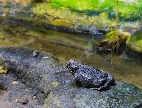 противная жаба, сидящая у водного потока амфибий животного крупным планом
