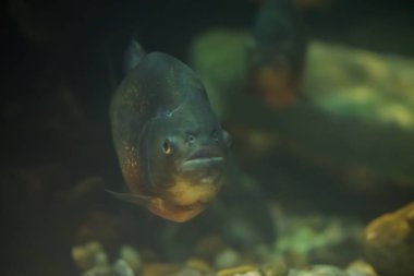 egzotik sualtı okyanus yaşam portre closeup açık kafasında tropikal gri balık göster