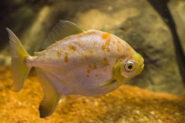 Beyaz Gümüş ve sarı tropikal ışıltılı ile balık Sualtı Deniz hayat portre ölçekler