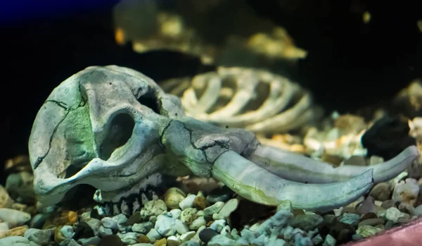 Esqueleto Elefante Cráneo Tendido Bajo Agua Increíble Aterradora Decoración Del — Foto de Stock