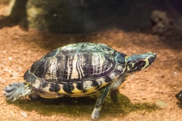 Gekrönte Flussschildkröte Mit Gelben Streifen Schwimmt Unter Wasser Reptil Tierporträt — Stockfoto