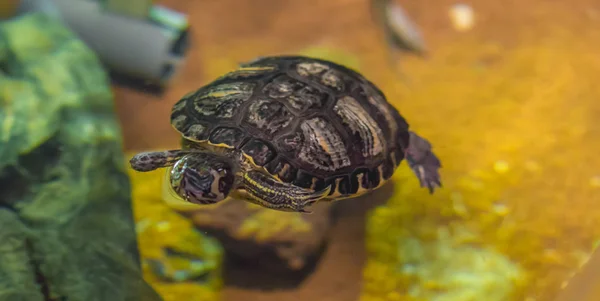 Gekrönte Flussschildkröte Schwimmt Wasser Tier Wasser Reptil Haustier Porträt — Stockfoto
