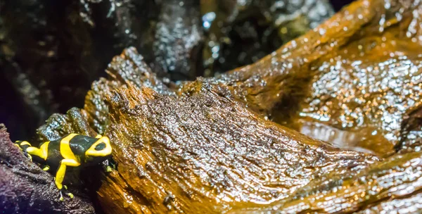 Hommel Pijlgifkikkers Kikker Zwart Geel Gestreepte Amfibieën Een Zeer Gevaarlijke — Stockfoto