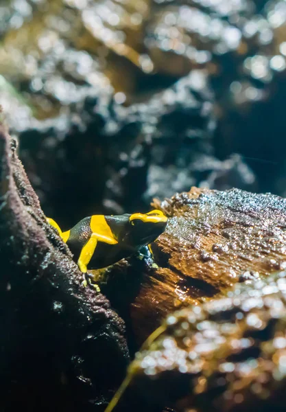 옐로우 스트라이프 매크로 미국에서 위험한 동물에에서 개구리 — 스톡 사진