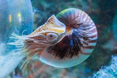 Nautilus kafadanbacaklı bir yaşam portresi nadir tropikal deniz yaşamı kabuklu fosil sualtı deniz hayvanlar