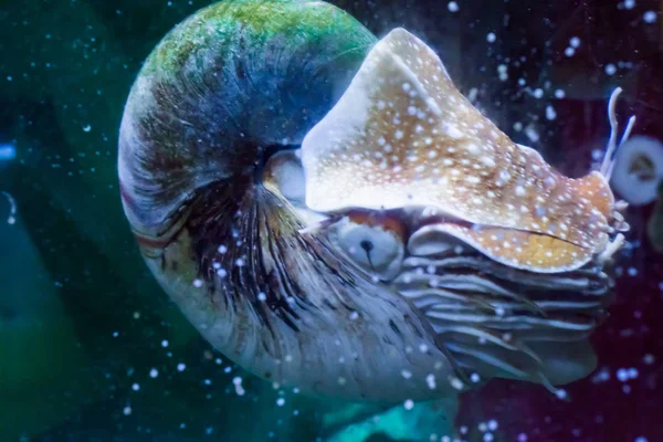 Retrato Vida Marina Nautilus Primer Plano Raro Fósil Vivo Tropical —  Fotos de Stock