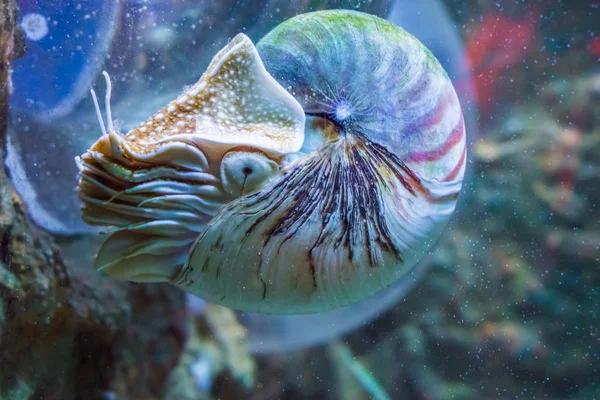 Nautilus Squid Ritka Gyönyörű Nappali Shell Fosszilis Víz Alatti Tenger — Stock Fotó