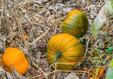 Cadılar Bayramı için organik olarak yetiştirilen bazı taze büyüyen squash sonbahar pumpkins