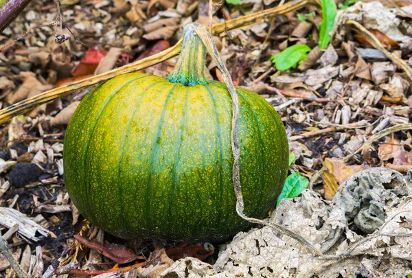 Green Healthy Halloween Pumpkin Vegetable Laying Ground Organic Garden — Stock Photo, Image