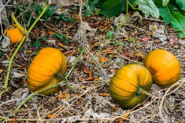 Quelques Citrouilles Halloween Orange Poussant Sur Plante Dans Jardin Bio — Photo