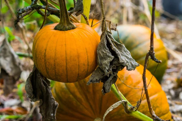 Calabaza Naranja Colgando Planta Con Calabazas Cultivo Jardín Orgánico Fondo —  Fotos de Stock