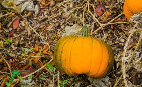 Grande Citrouille Orange Halloween Poussant Sur Culture Légumes Biologiques — Photo