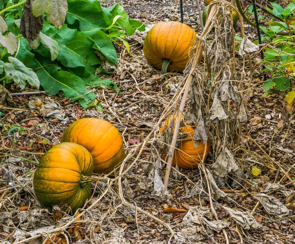 Some Ripe Fresh Orange Halloween Pumpkins Laying Ground Organic Garden — Stock Photo, Image