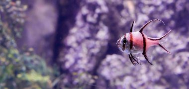 Sadece Endonezya banggai Adaları yaşayan nadir tropikal nesli tükenmekte olan banggai Kardinaller portresi deniz yaşamı