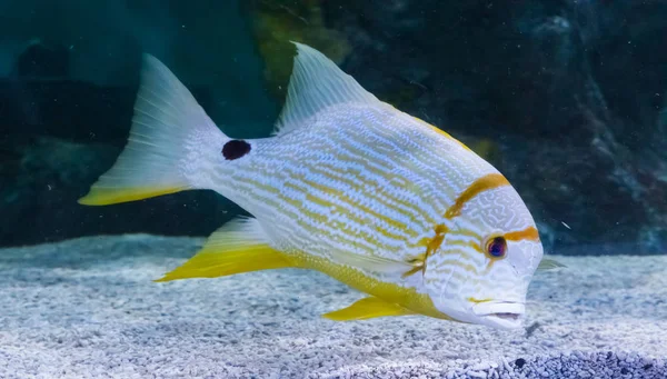 Poisson Rayé Jaune Blanc Tropical Avec Une Tache Noire Gros — Photo