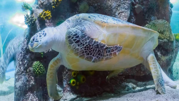 Hatalmas Zöld Cserepes Teknőst Úszni Óceánban Egy Tengeri Tengeri Élet — Stock Fotó