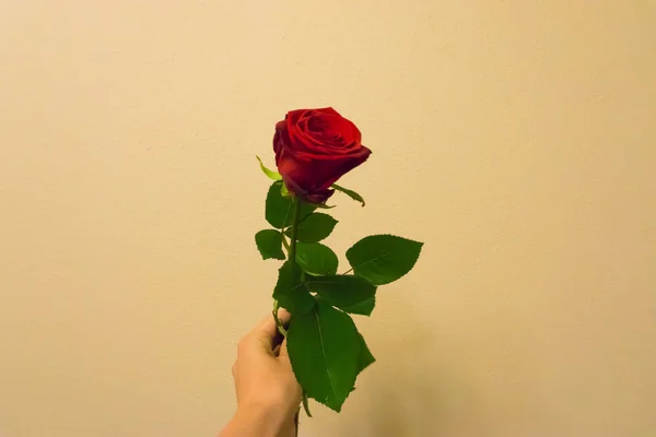 День Святого Валентина Рука Держит Давая Красную Розу Изолированы Цветном — стоковое фото