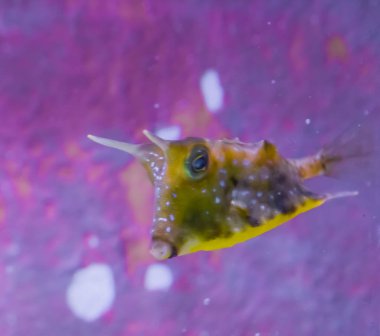 komik longhorn cowfish olarak da bilinen hornedbox bir tropik resif deniz yaşamı balık portre balık