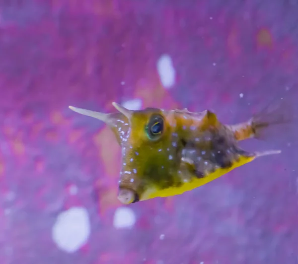 Divertente Longhorn Cowfish Noto Anche Come Pesce Scatola Corna Ritratto — Foto Stock