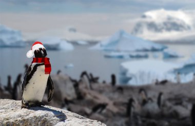 Kış konsepti. Arka planda penguen ailesiyle Noel Baba şapkası ve eşarbı takan komik bir penguen.