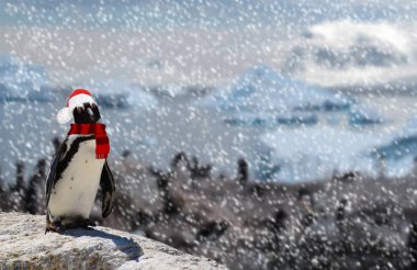 Kış mevsimi kavramı Noel Baba şapkası ve eşarp takmış kayanın üzerinde duran komik bir penguen ve bir penguen ailesi.