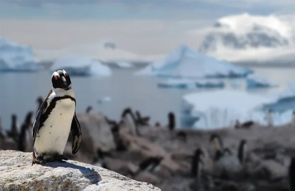 Afrianske Svartfotede Pingviner Som Står Klippe Med Familien Bakgrunnen – stockfoto