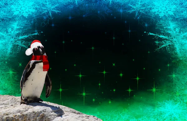 Feliz Navidad Divertido Pingüino Vestido Con Chal Sombrero Santa Claus — Foto de Stock