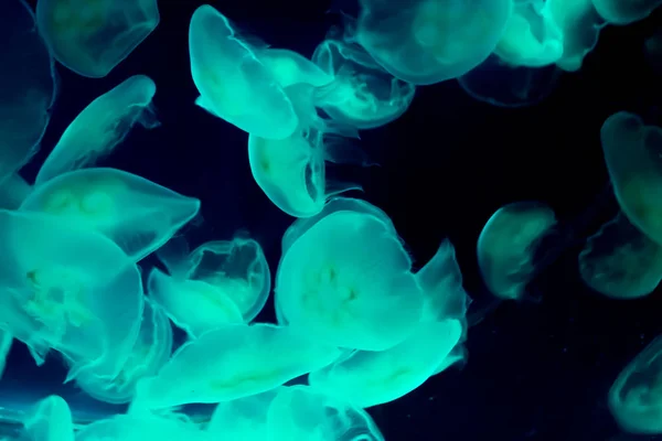 Удивительный Морской Фон Группы Обычных Лунных Медуз Плавающих Темном Море — стоковое фото