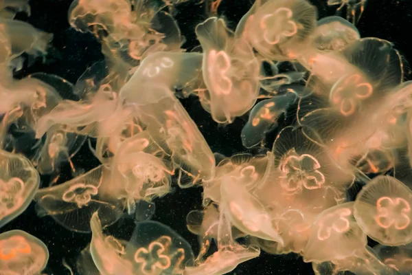 Group Common Moon Jellyfish Swimming Glowing Light Dark Ocean White — Stock Photo, Image